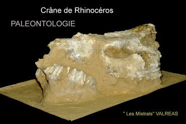 Crane de Rhinocéros