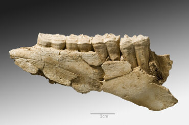 29728_vignette_ALV-mandibula.jpg