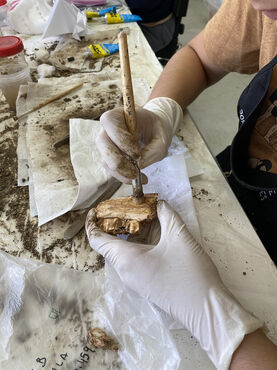29729_vignette_ALV-tratamento-em-laboratorio-de-osso-de-animal.jpg